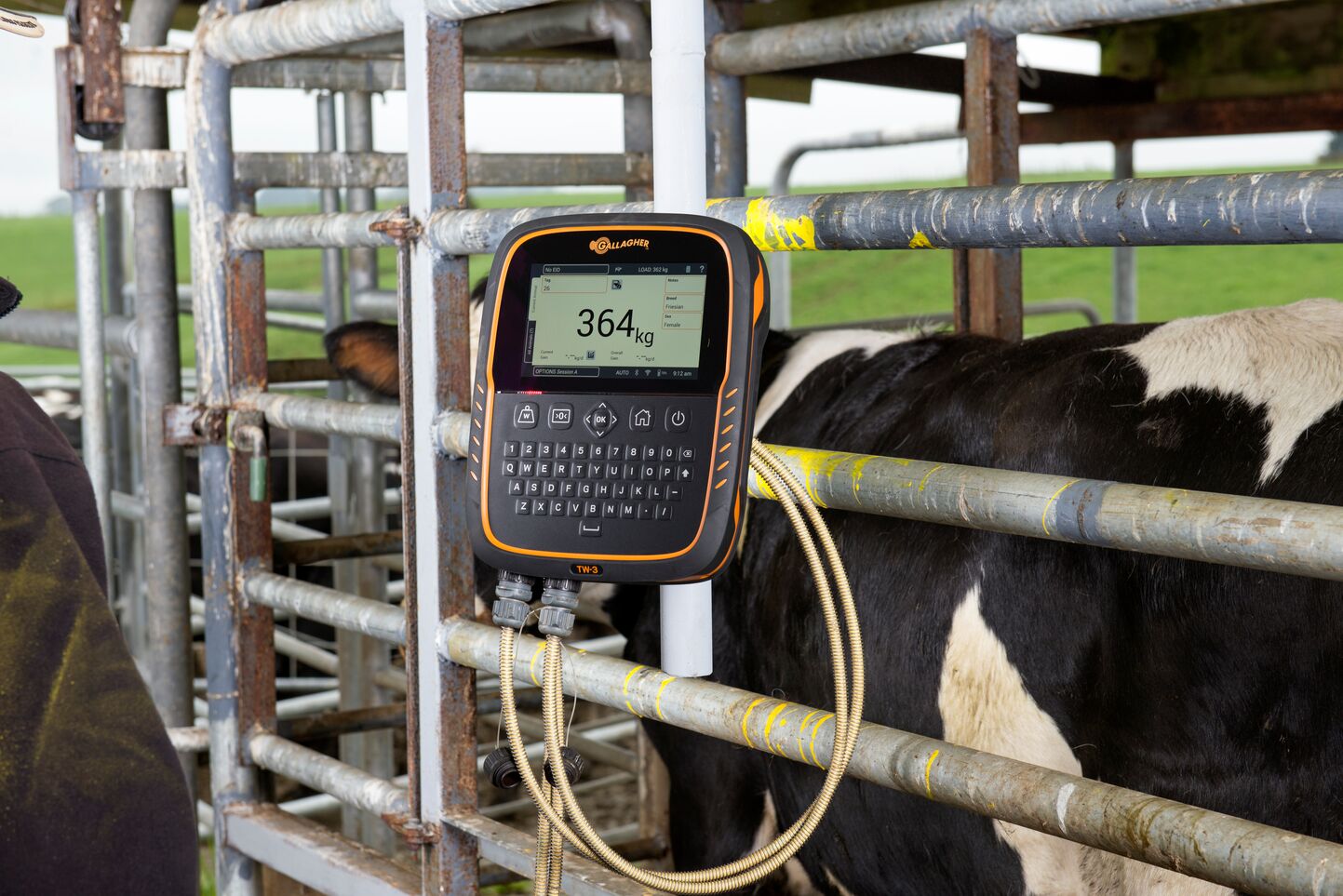 TW3 Dairy cows yard 4705-General Purpose TW3 on farm with Dairy Cows