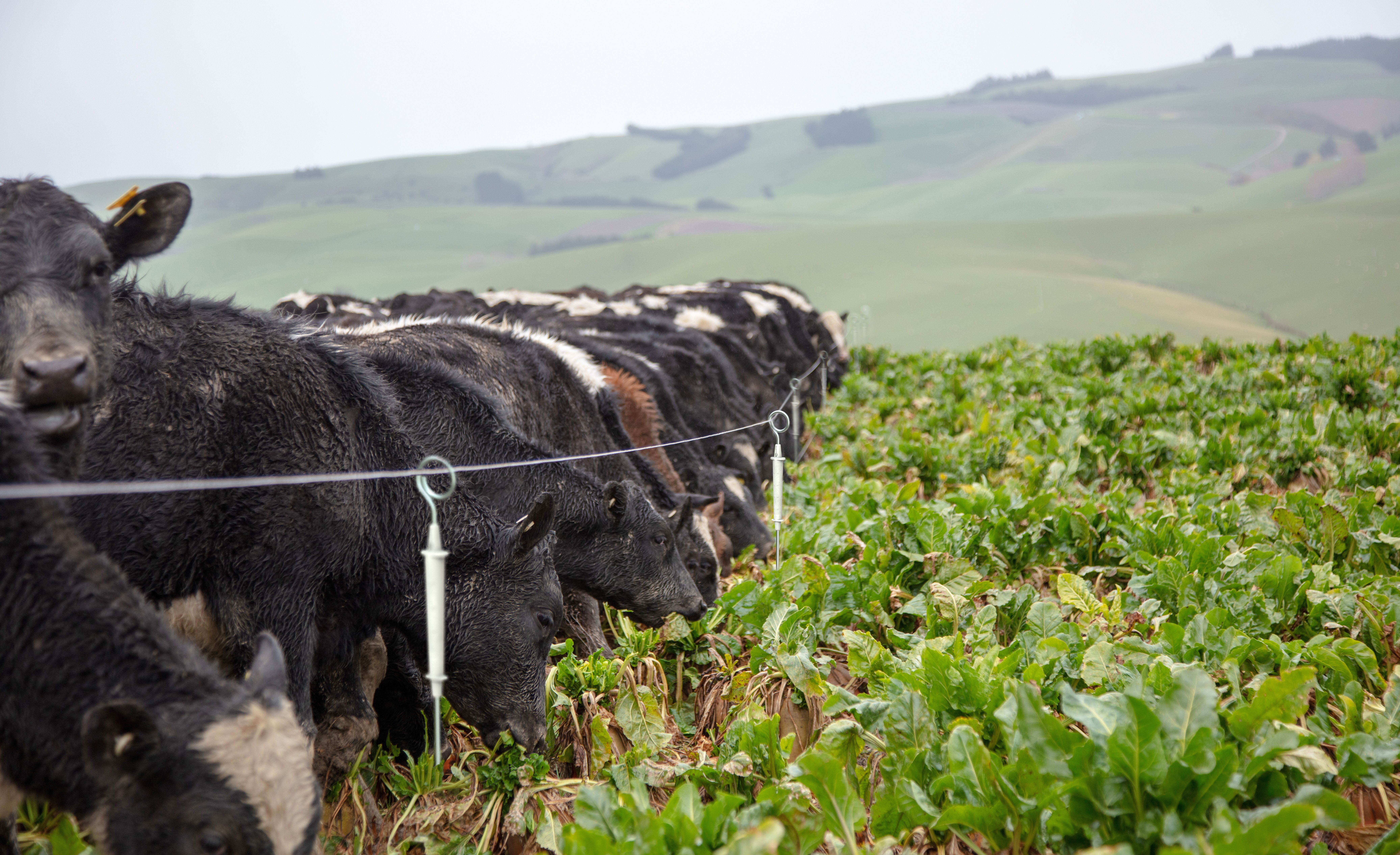 G764 Electrified Ring Top Post Insitu (1) Single wire-General Purpose G764 Electrified Ring Top Post Insitu (1) Single wire-General Purpose