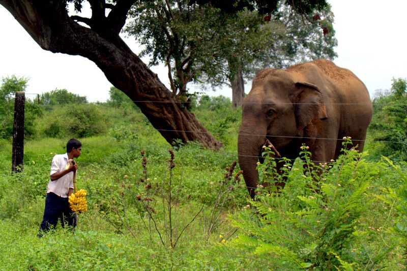 Photos from Owen Boyes of the novel ways Gallagher electric fencing solutions are used in Sri Lanka and Saudi Arabia.