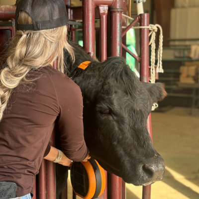 Brianna Elliot places a Gallagher eShepherd collar on a cow for her virtual fencing trial. | Photo: submitted by Brianna Elliot