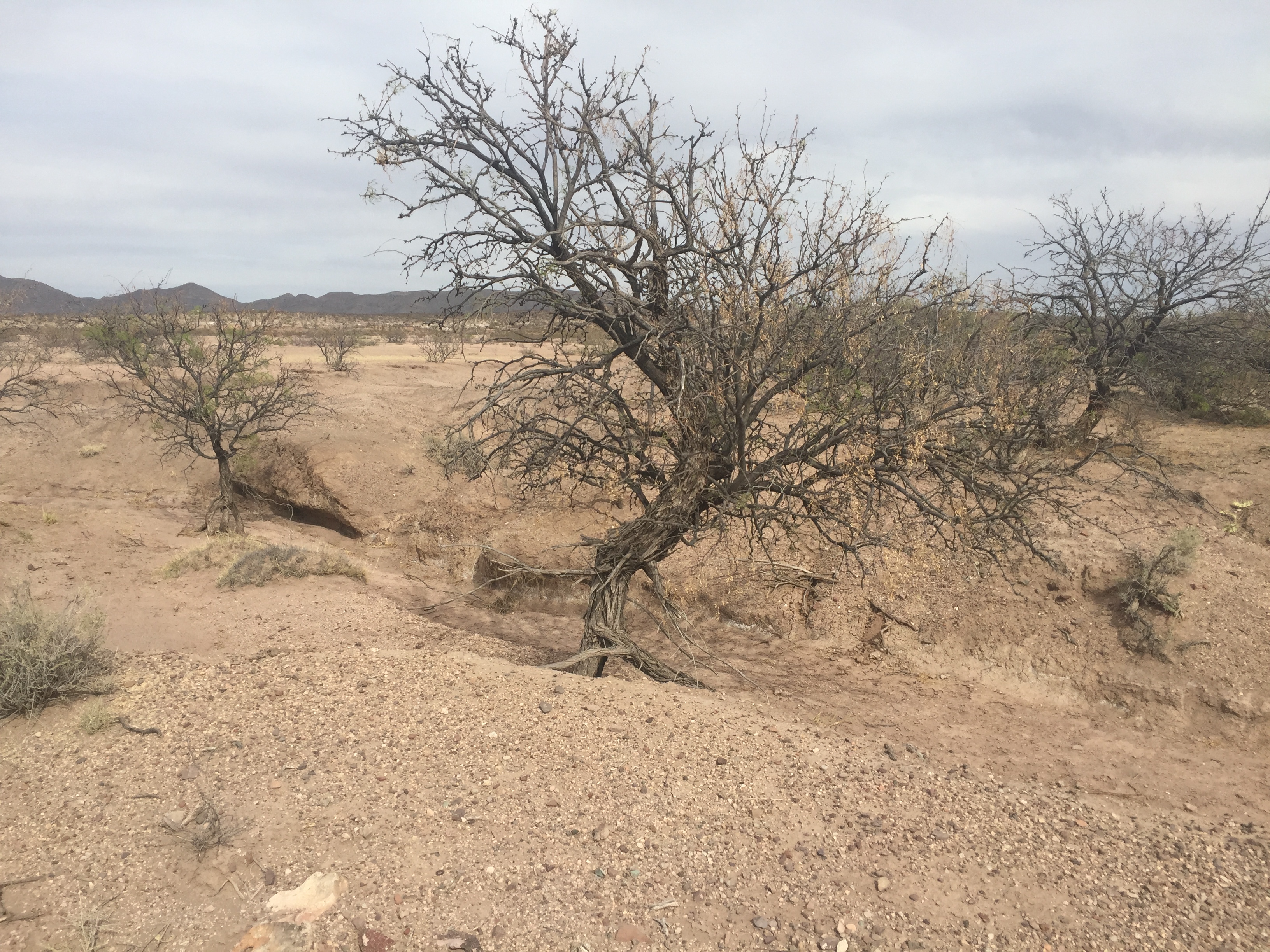 Las Damas Ranch before holistic grazing management practices
