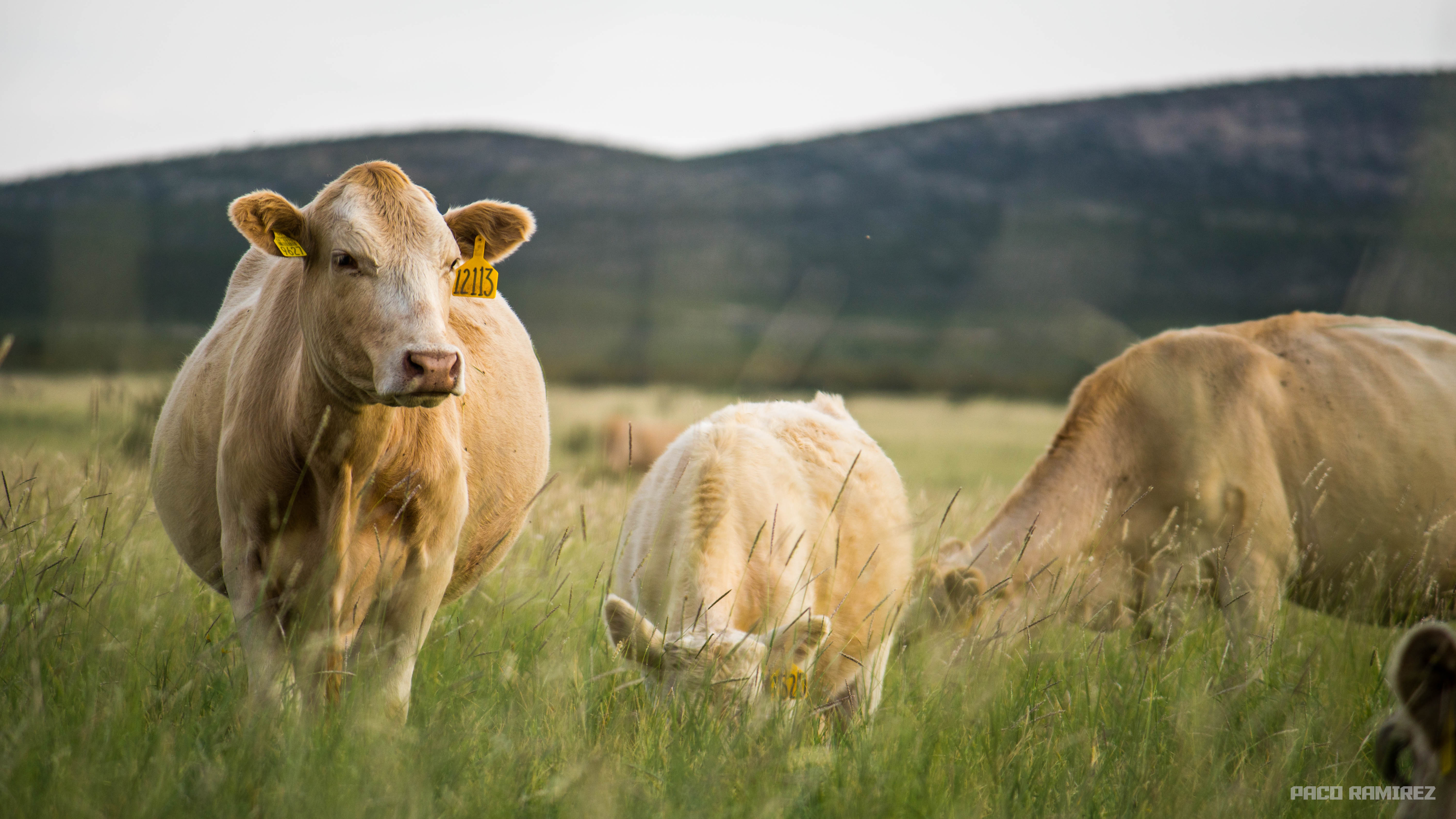 A herd of cows on Las Damas Ranch
