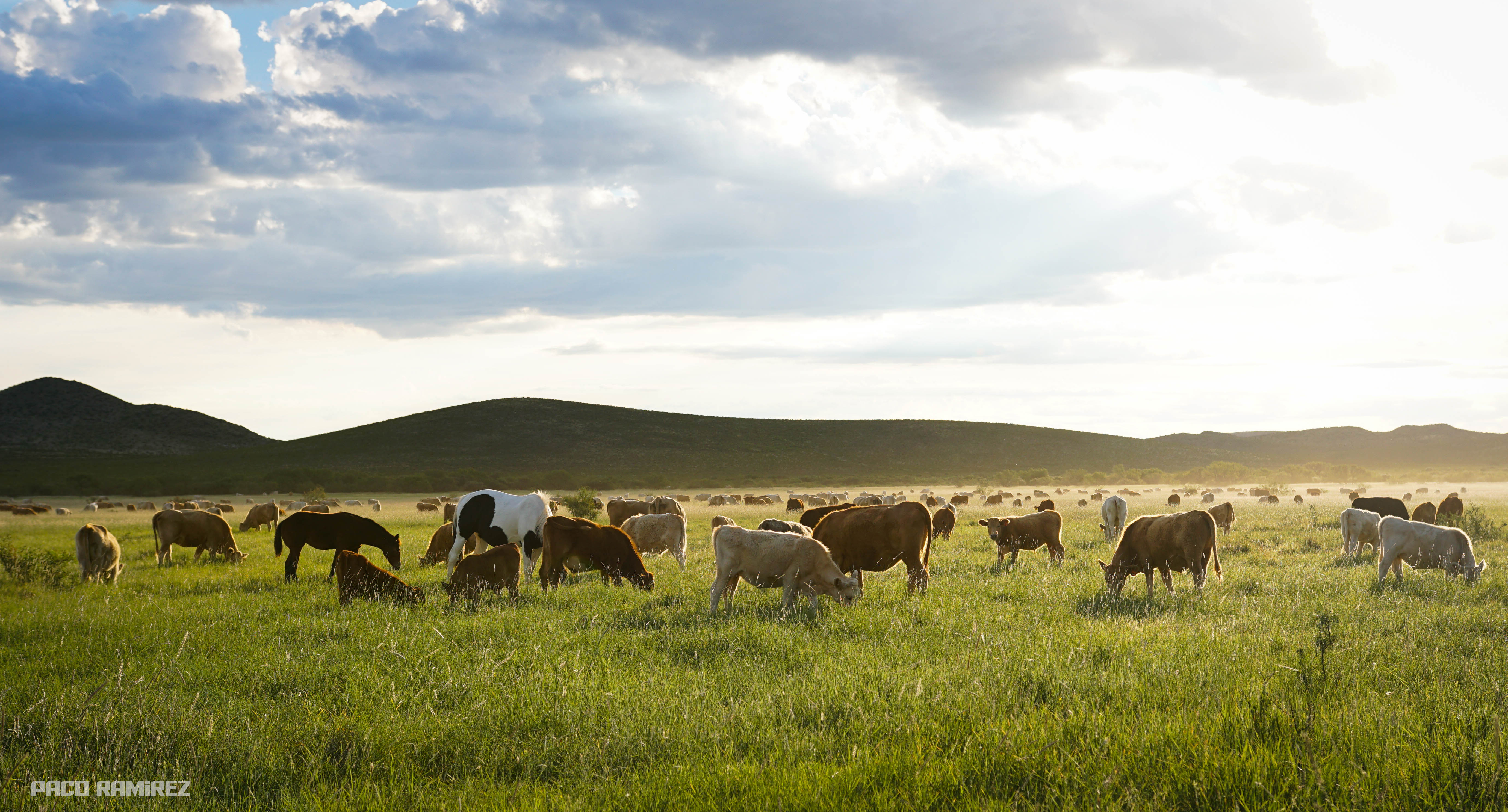 Herd of cows on Las Damas Ranch