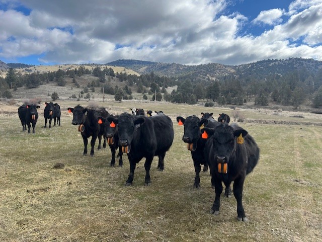Herd of cattle standing in a paddock