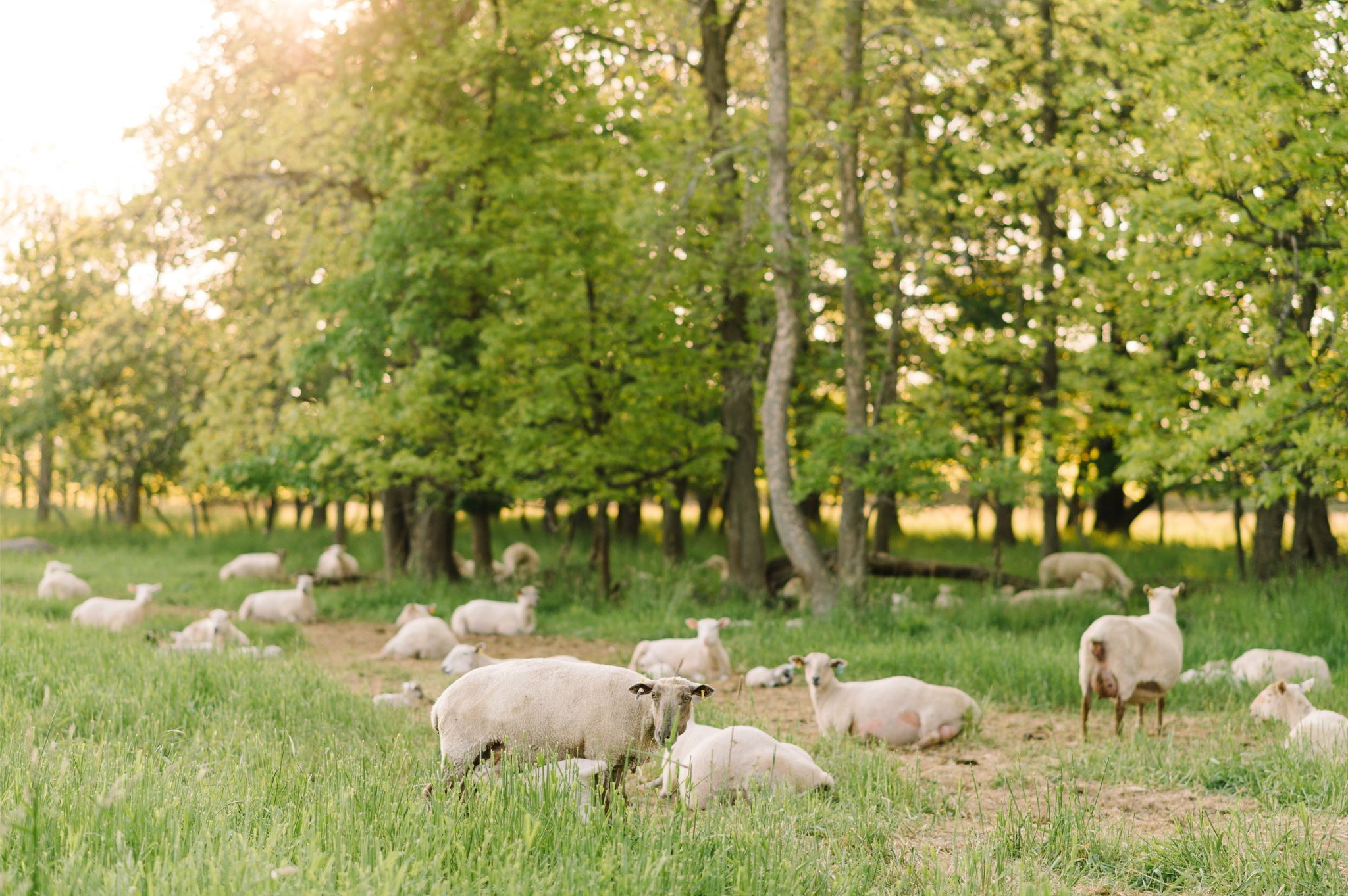 A herd of sheep next to to a row of trees