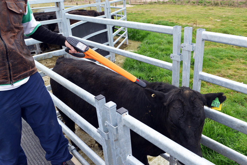 Gallagher HR5 reads angus EID tag Gallagher HR5 reads angus EID tag