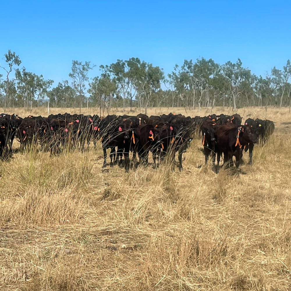eShepherd great barrier reef article cattle with eShepherd neck bands