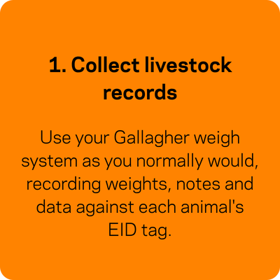 1. Collect livestock records. Use your Gallagher weigh system as you normally would, recording weights, notes and data against each animal's EID tag.