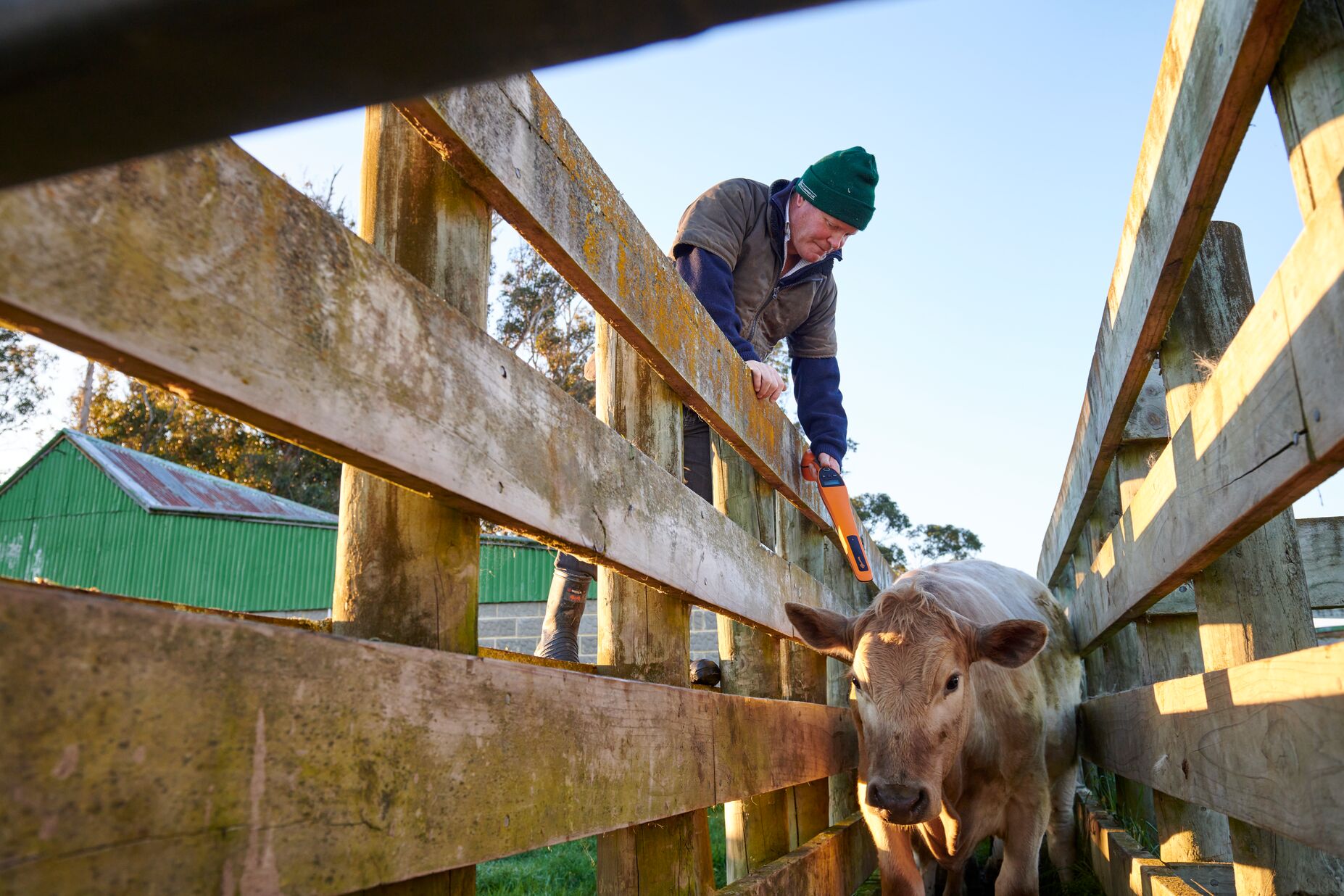 G03307 HR0 Livestock Agent NZ