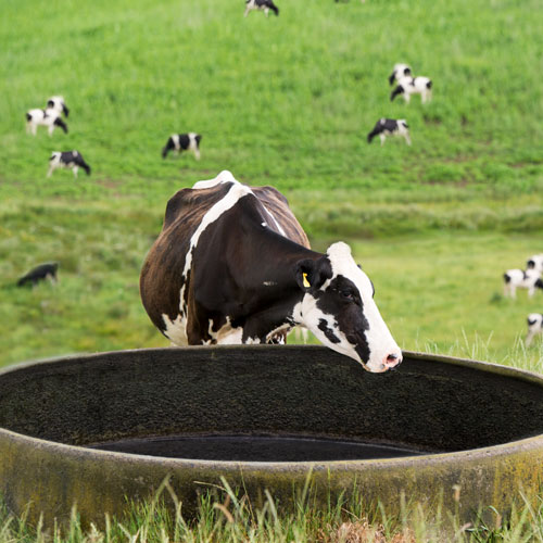Cow-at-empty-trough Cow-at-empty-trough