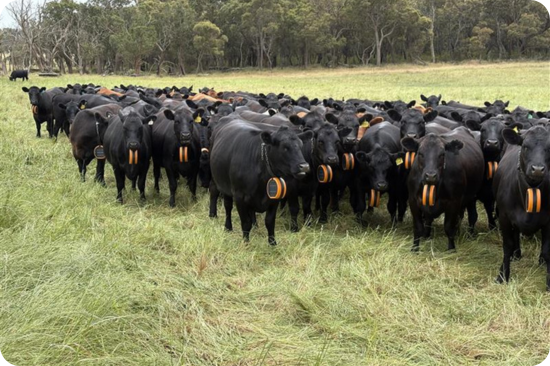 A herd of cows standing in a field, they all have eShepherd collars on