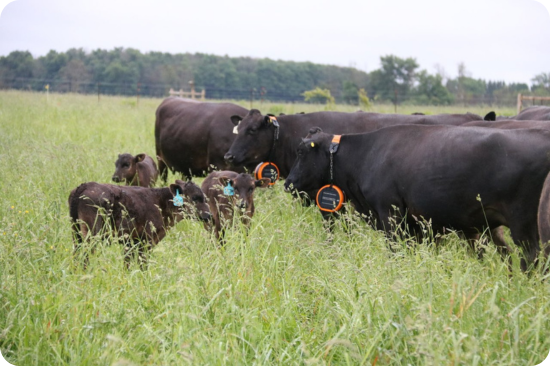 Herd of cows in a field, they have eShepherd collars on