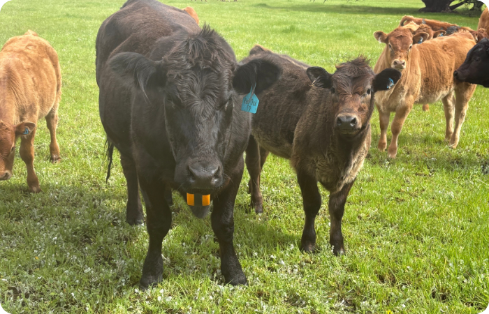 Close up image of cows in a field