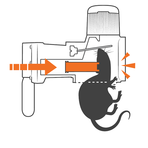Goodnature trap how it works step 2