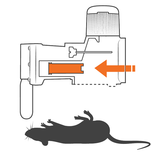 Goodnature trap how it works step 3 Goodnature trap how it works step 3