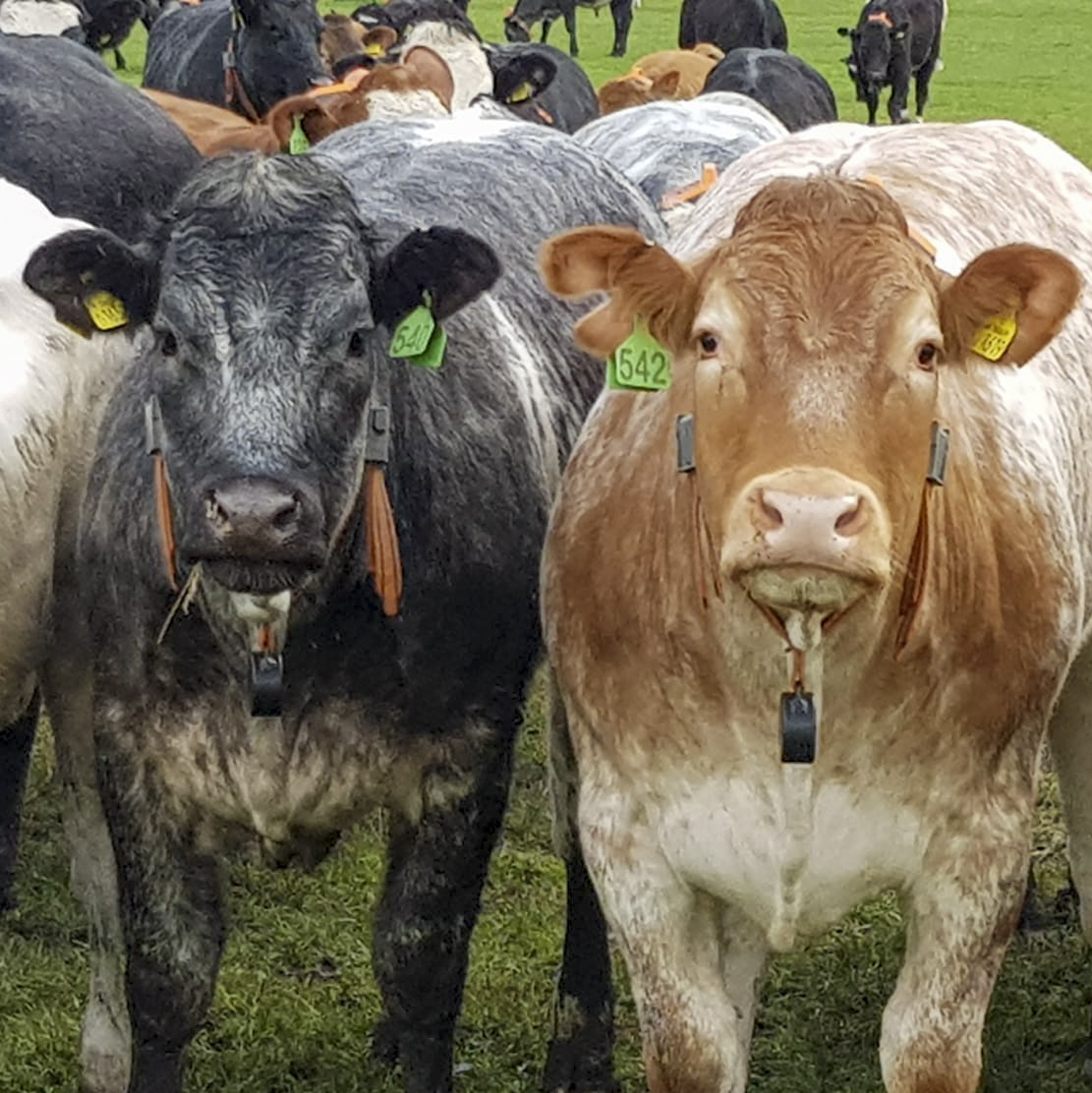 eshepherd trial sutton park eshepherd trial sutton park