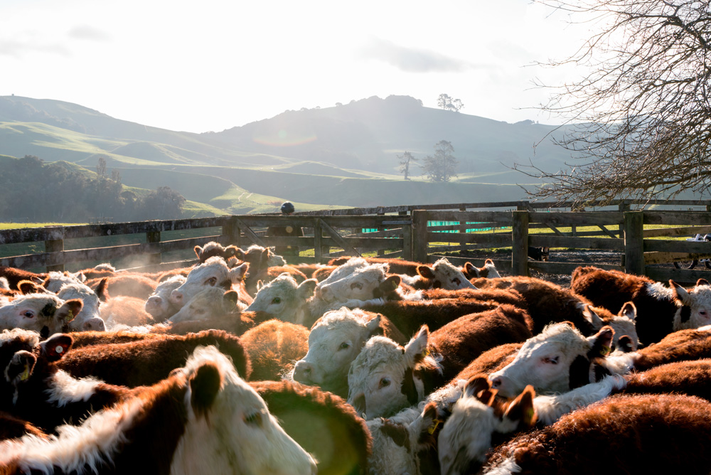Cattle in yards with landscape background Cattle in yards with landscape background