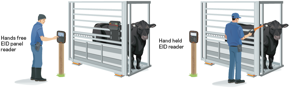 Weighing and EID system