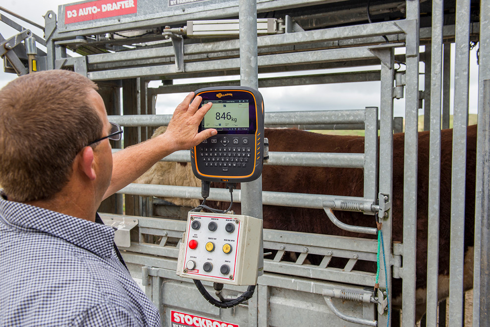 cattle weighing with Gallagher TWR-3 scale